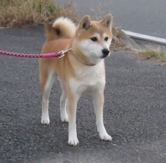 IMG_yuzu181120.jpg